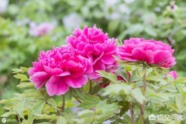 月季花栽培:牡丹、月季花的种植方法是什么？