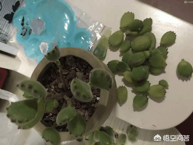多肉熊童子好养不:为啥我的熊童子每年夏天都会死光呢？
