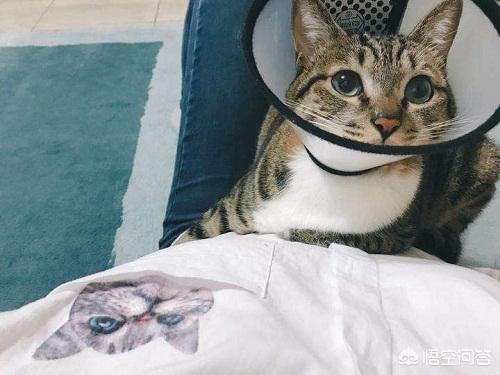 猫藓患处可以用双氧水消毒吗:金渐层得了猫癣能不能洗澡，金渐层猫癣期间洗澡好吗？