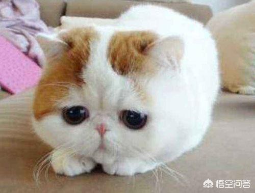 重庆 异短猫:异短感冒会自愈吗，异短在夏天感冒正常吗？
