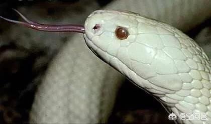 蛇最怕什么声音?