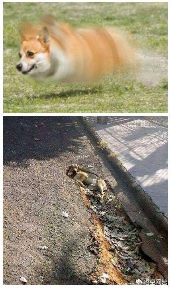 柴犬奇迹物语高清图片:当柴犬进入二次元会变成怎样呢？