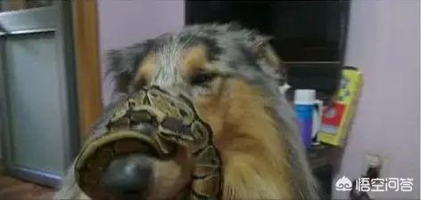 怎么样预防犬细小:马犬的细小怎么预防 除了给小狗打疫苗，还怎么预防细小呢？