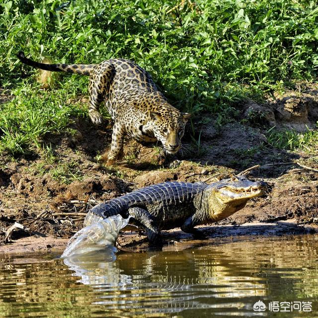 鳄鱼被虎鲨“猛追”约2分钟，美洲虎捕食鳄鱼，真的只是猫吃“鱼”那么简单吗