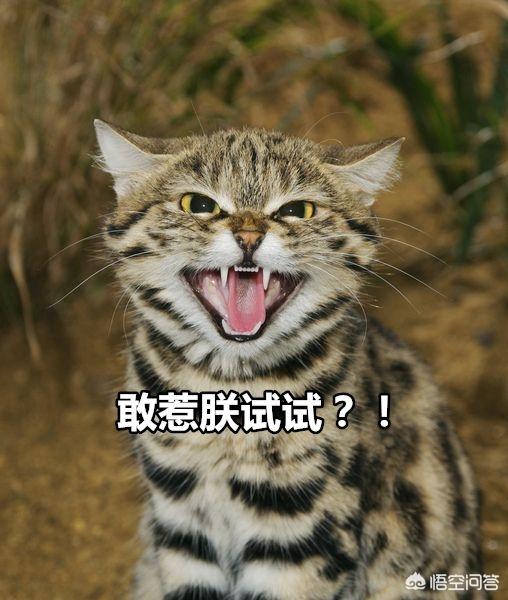 萌猫猫动态图片:一只猫能可爱到什么程度？