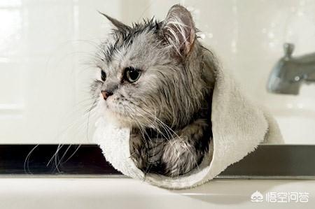 猫脱毛露皮肤:猫咪的后脚丫子掉毛，看到肉了，是什么皮肤病？