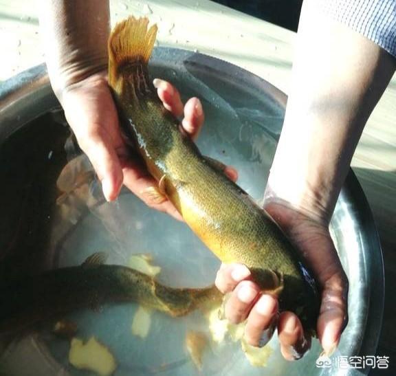 射水鱼最大能长多大:射水鱼的体长多少厘米 农村野生的泥鳅，最大能长到几斤？你见过最大的泥鳅多大？