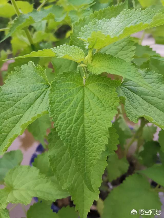 头条问答 - 藿香叶形薄荷味的植物是什么?(1个回答)