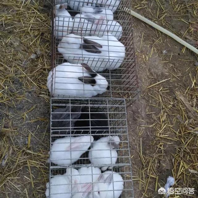 陕西这边养兔前景如何？