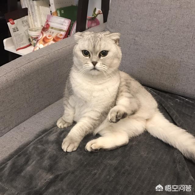 男女关系小猫一尾:你认同《大江大河》里宋运辉和“小猫”的婚姻吗？为什么？