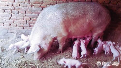 母猪的产后护理本科:母猪产后需要注意些什么？