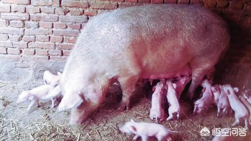 母猪的产后护理本科:哺乳期的母猪应该怎样管理？
