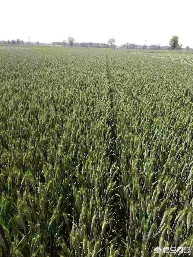 灌浆期小麦怎么样管理才能高产
