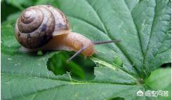 蜗牛人恐怖:怎样杀死菜地里的蜗牛和鼻涕虫？