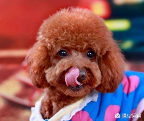 小泰迪不喜欢喝水:孩子不喜欢喝白开水，有什么好办法？