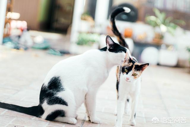 猫藓人和人会会传染吗:猫癣会在人和人之间传染吗  两只猫一只得了猫癣，另一只如何预防？