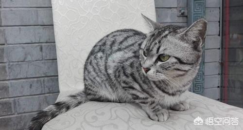 猫猫水果后续:猫能吃水果吗？会有什么害处么？