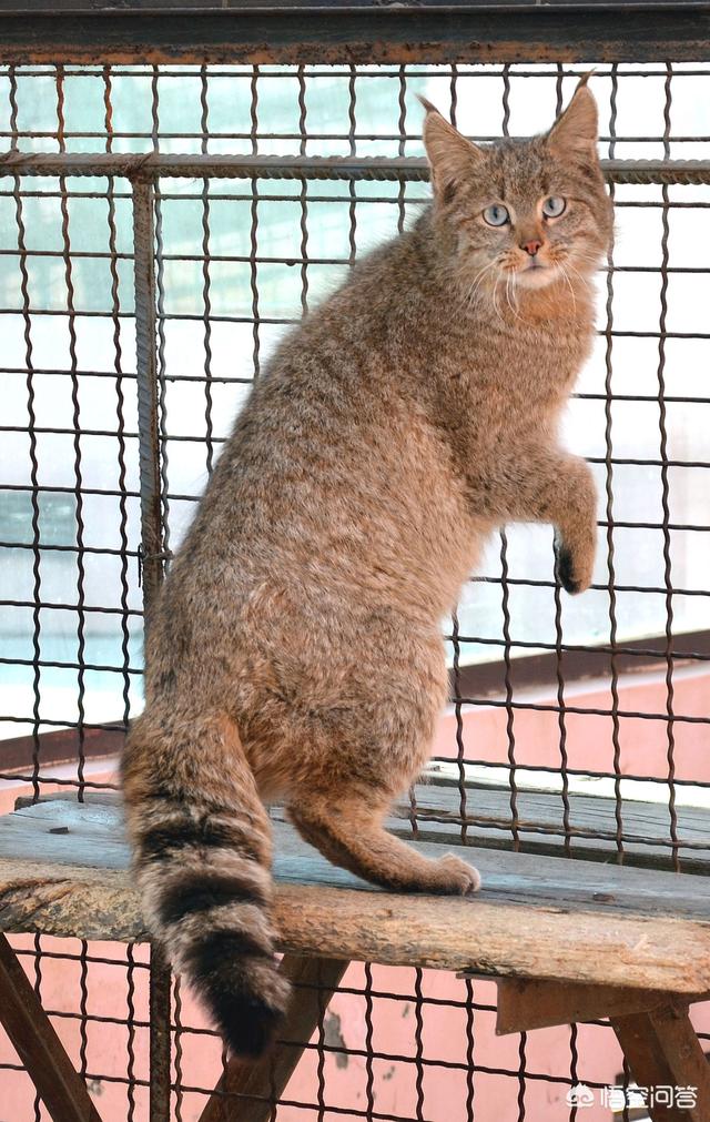 草原斑猫和亚洲野猫:“山猫”是指哪种猫科动物？为何生活在雪山上的雪豹不叫山猫？ 非洲野猫和狸花猫的区别