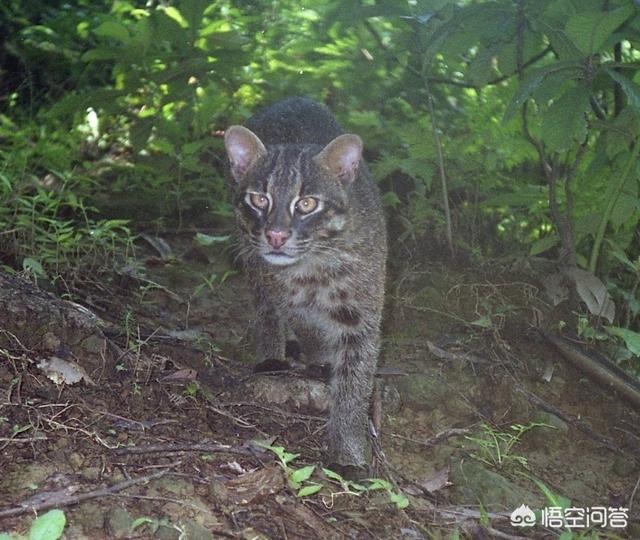 虎猫属:“山猫”是指哪种猫科动物？为何生活在雪山上的雪豹不叫山猫？