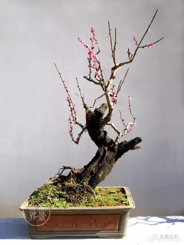 头条问答 - 盆栽的松红梅什么时候修剪比较好?养护需要注意哪些问题?