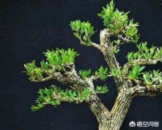 小叶黄杨 雀舌黄杨:为什么我的瓜子黄杨叶子长的特别大，比原来的叶子至少大三倍？