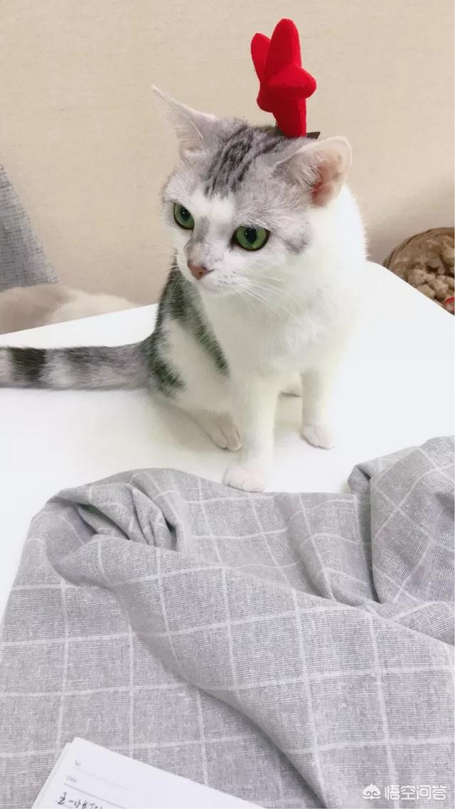 怎么确定猫认主人了咕噜咕噜:如何让猫咪认你这个主人，粘你，爱你？