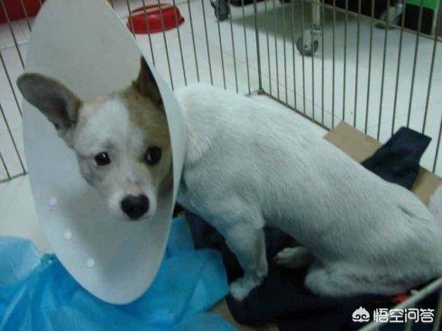 牧羊犬喜欢吃什么:牧羊犬骨质疏松吃什么钙片最好？