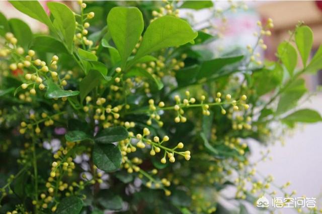 米兰花脱土:我买了盆米兰，想换盆，可是土特别硬，是否保留硬土？