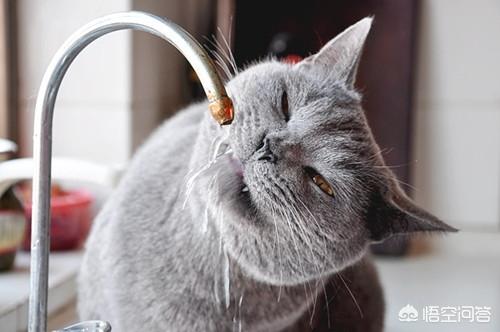 母猫绝育第二天没精神不爱动:小母猫做绝育手术之后站不起来该怎么办？ 母猫绝育第二天不吃东西