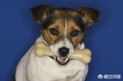 六个月的蝴蝶犬好养吗:蝴蝶犬的日常饲养，有哪些注意事项？