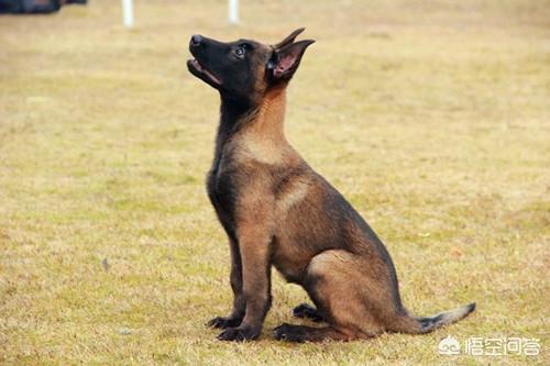 马犬的狗粮的制作方法:马犬多久骨架才定型，小马犬吃什么长得快呢？