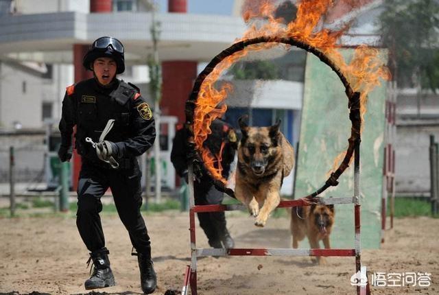 垂系德国牧羊犬论坛:德国牧羊犬的价格下降了，为什么还是这么少人买？