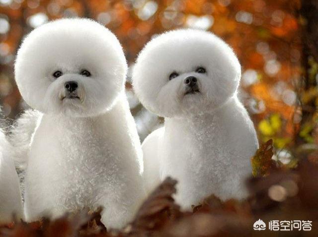 蝴蝶犬智商比格犬好养吗:蝴蝶犬的日常饲养，有哪些注意事项？