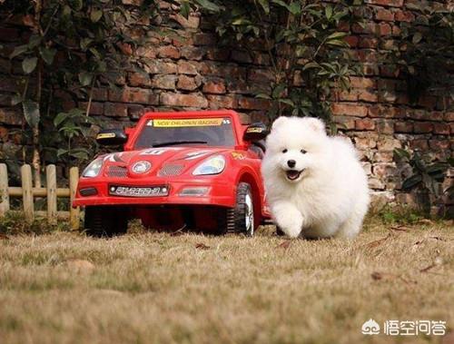 萨摩耶图片:成年牧羊犬会有关节炎吗，成年萨摩耶关节炎会自愈吗？