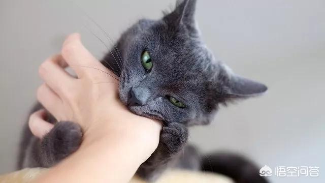 咬人猫黑历史:家猫爱咬主人怎么办？这是为什么？