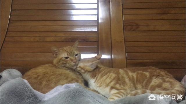 打小猫:打猫有用嘛？一岁的猫总是咬烂东西怎么办？