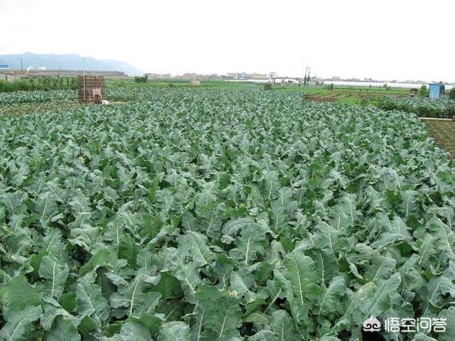 秋田蕗南方能种吗:在南方夏季秋季适合种植什么或者养什么比较合适？