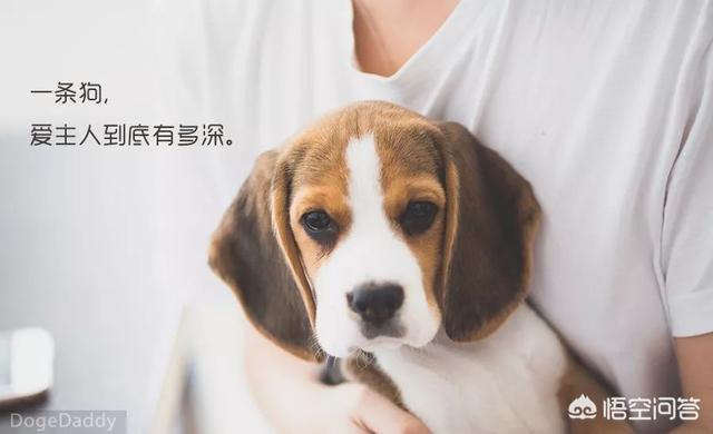 思念里的流浪狗感悟:狗狗如果想念一个人，会做什么样的事情？