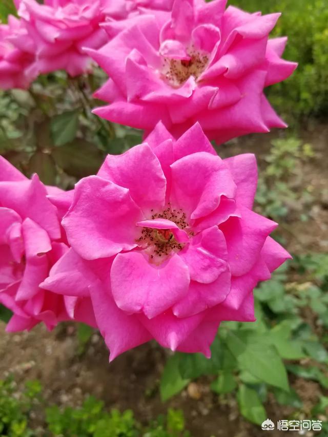 月季花的栽培与管理:月季花树能种在树荫下吗？
