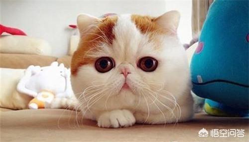 猫发腮是什么样子？