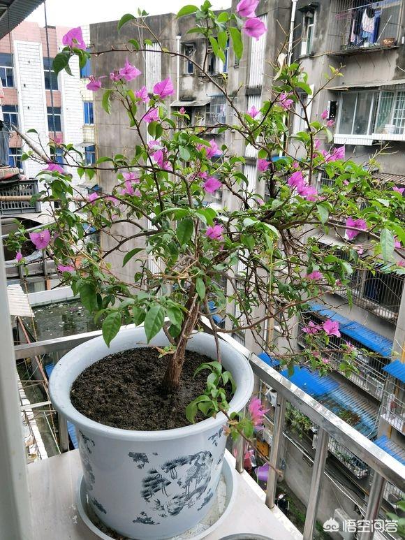 龙吐珠开完花后用剪吗?:龙吐珠开完花之后怎么剪枝 家里养的茉莉花，五六月份怎么扦插分盆呢？