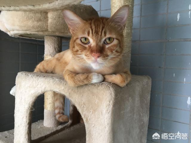 头条问答 为什么室内家养猫不愿意出门 严重的甚至只趴着不敢站起来或躲猫包里不肯出来 28个回答