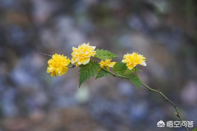 细叶美女樱:细叶美女樱是多年生吗 夏天拍微距，有哪些花卉或昆虫可以拍？