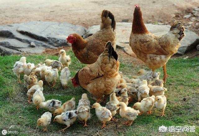 母鸡下的双黄蛋真的能孵出两只小鸡吗？双黄蛋是不是更有营养？