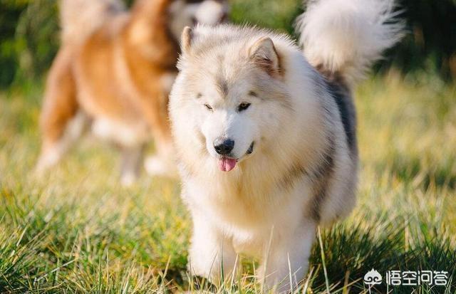 东台市阿拉斯加克利凯犬视频选犬:阿拉斯加狗狗是大点的贵还是小点的贵？应该如何选择？