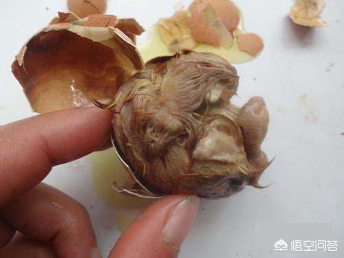热沃当怪兽:活珠子(毛蛋)，吃过的来报到，说下你的感受？