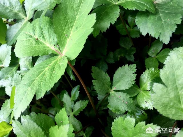 马鞭草可当野菜食用吗，农村野菜鸭脚板（植物）能吃吗