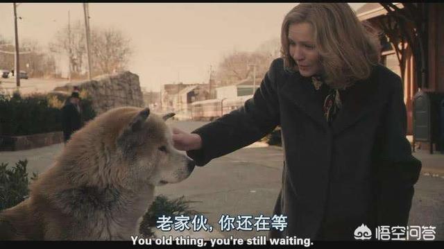 秋田犬八公:秋田犬八公的主人怎么画 是秋田犬八公忠诚还是拉布拉多二货忠诚？