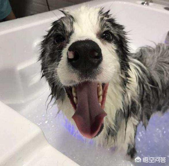 边境牧羊犬的图片:纯种边境牧羊犬怎么辨别？