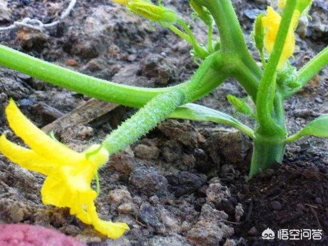 绝育黄瓜会开花吗:室内盆里播种黄瓜多久出芽 黄瓜雌花少是什么原因？怎么补救？